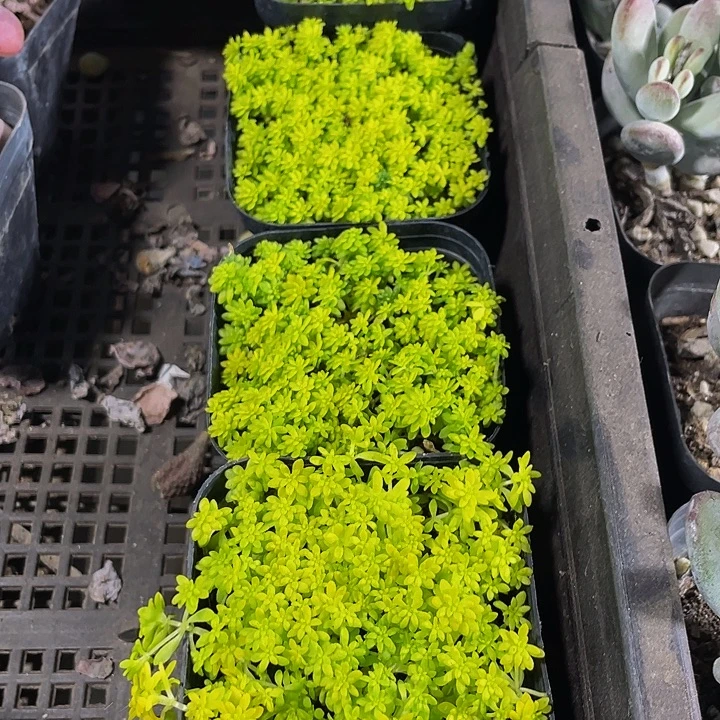 黄金草带盆土发货