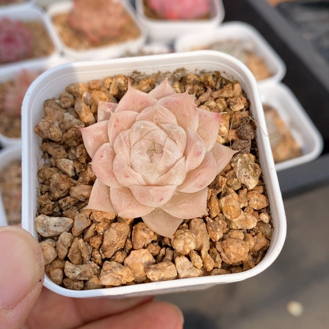 精品多肉一物一拍不包整160