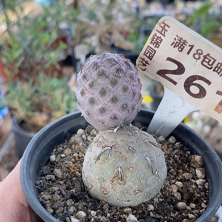 261习志野一一一一一一一一一