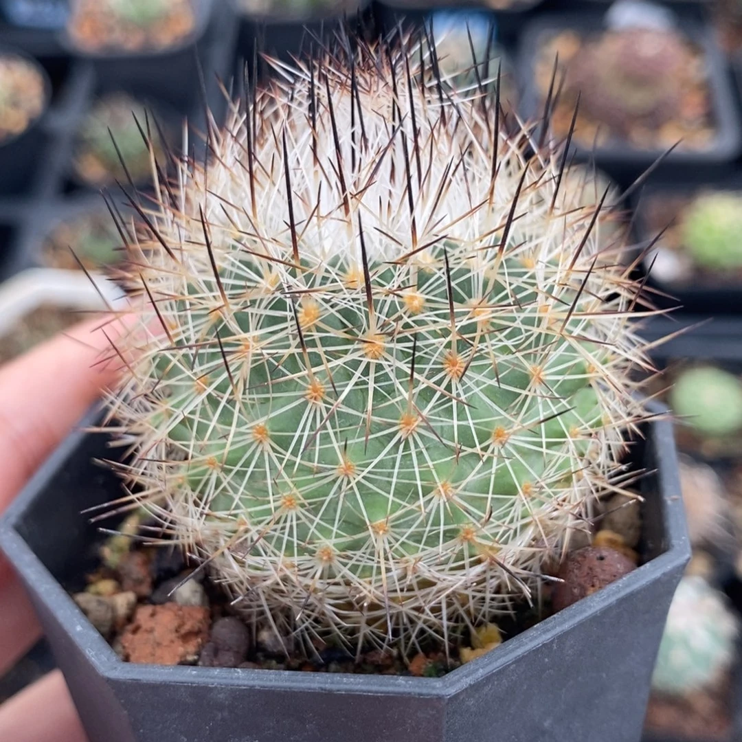 白琅玉植播园艺优选