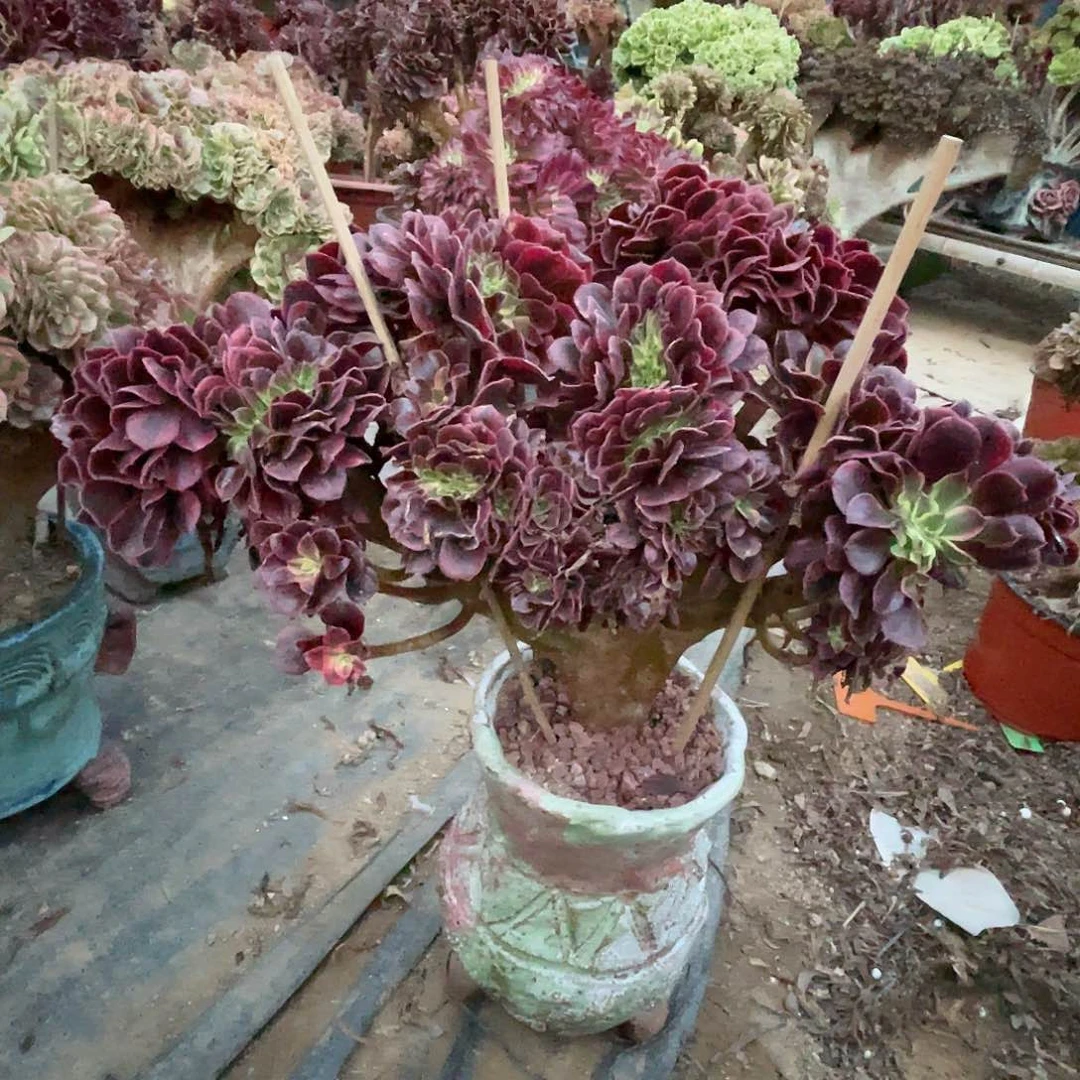 【闪购商品】无花朵美杜莎