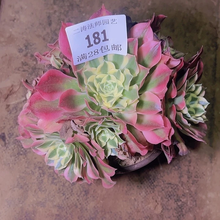 181白凤多肉植物老桩