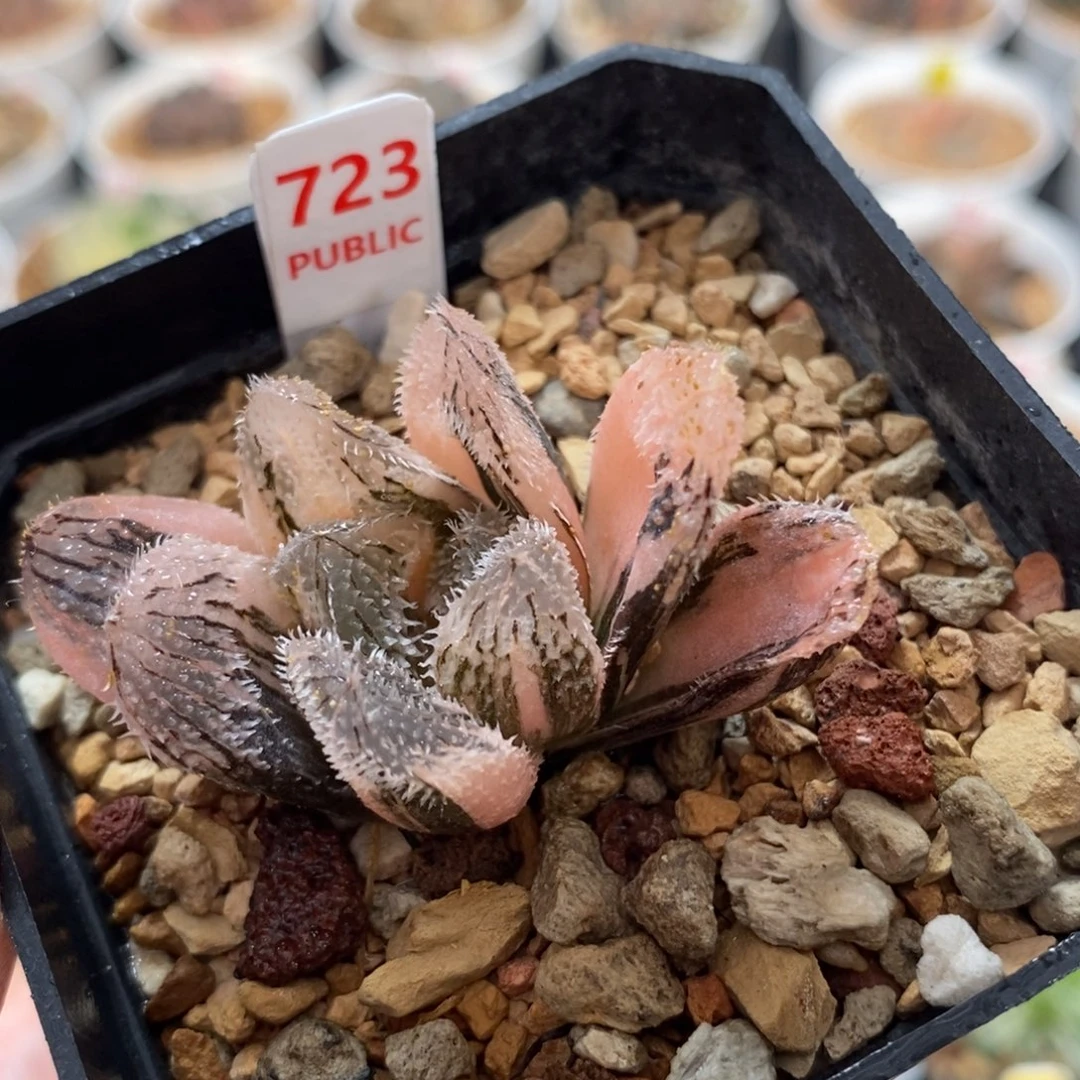 723狼蛛玉露锦一物一图