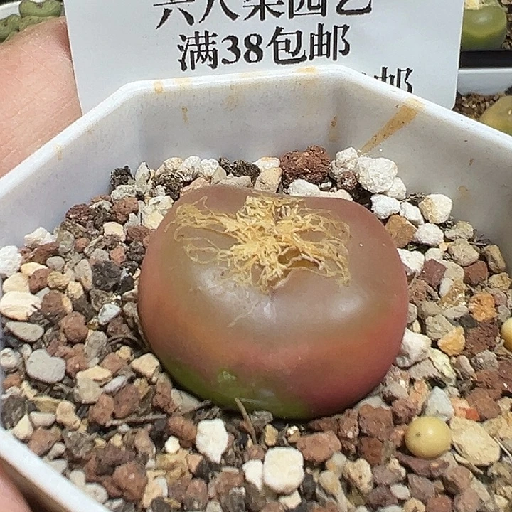 704号毛汗尼多肉植物