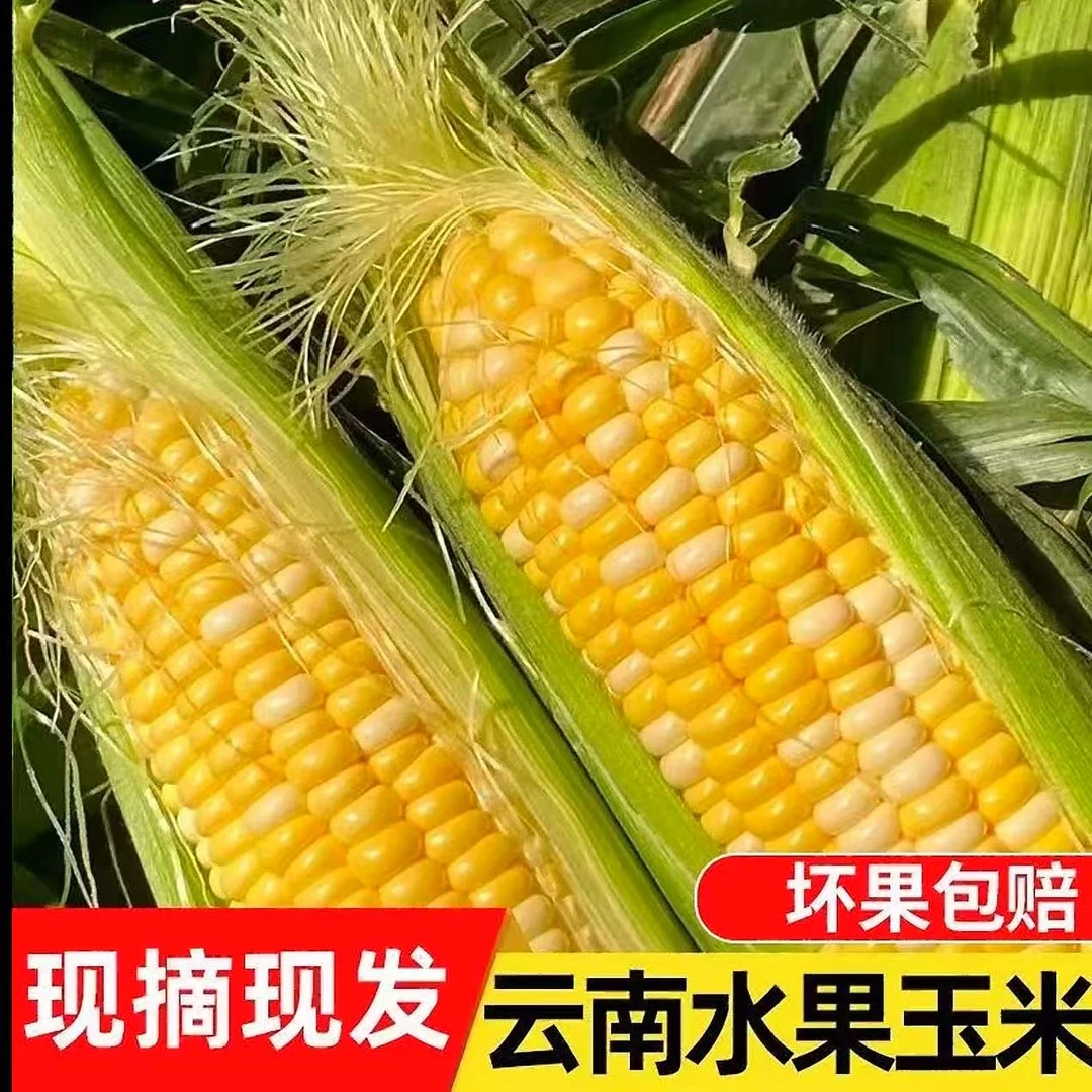 云南新鲜水果玉米当季农家现摘带皮带壳带玉米须香甜可口