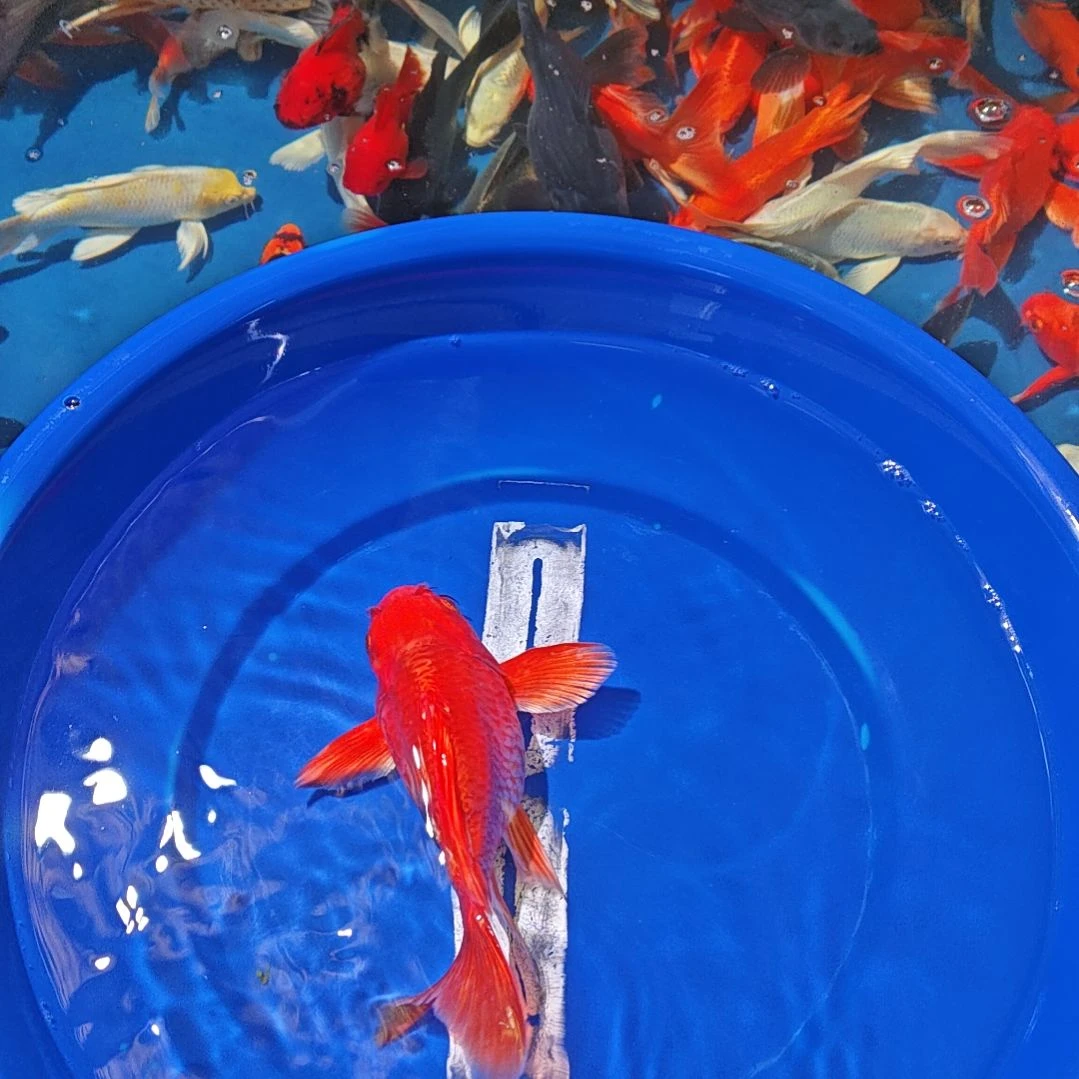 中国大陆冷水观赏鱼蝴蝶鲤
