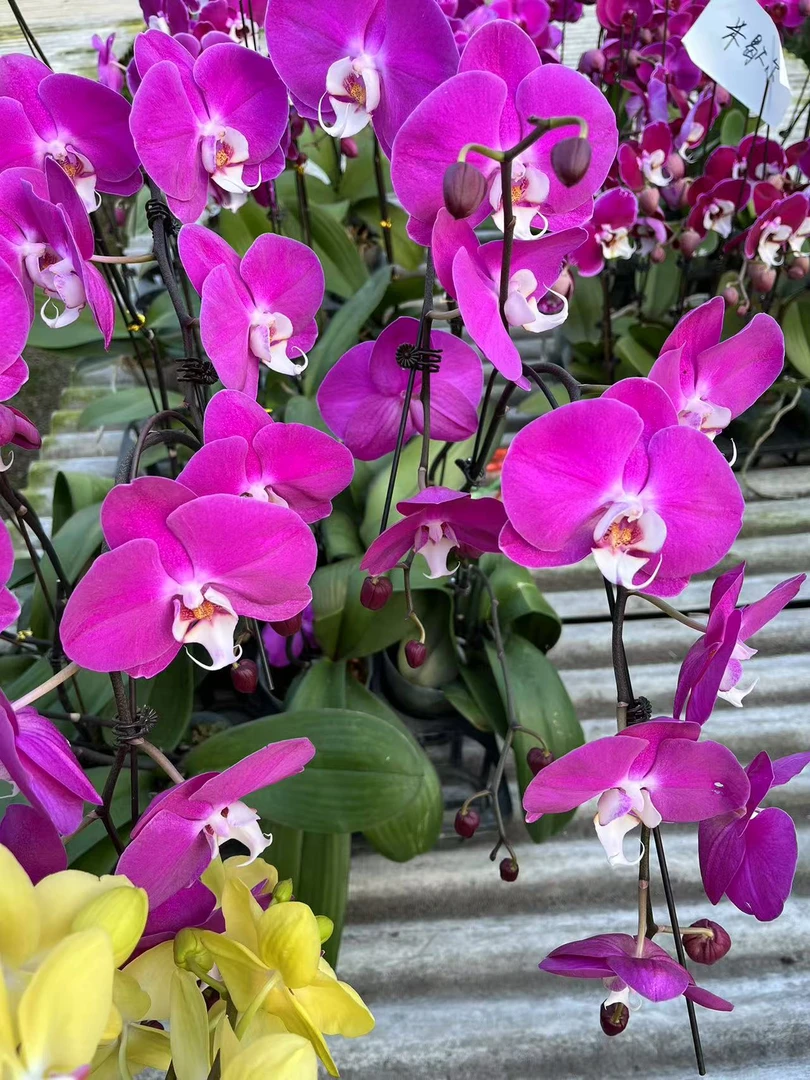 【青梅竹马】梦语花卉 精品蝴蝶兰开花株 无售后！ 家用观赏美观