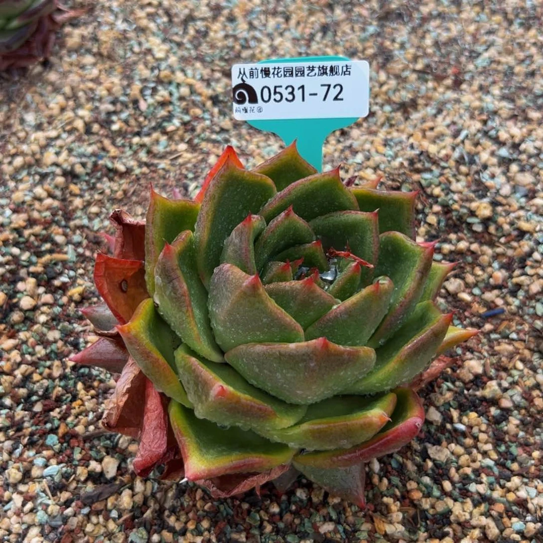 多肉一物一拍0531-72