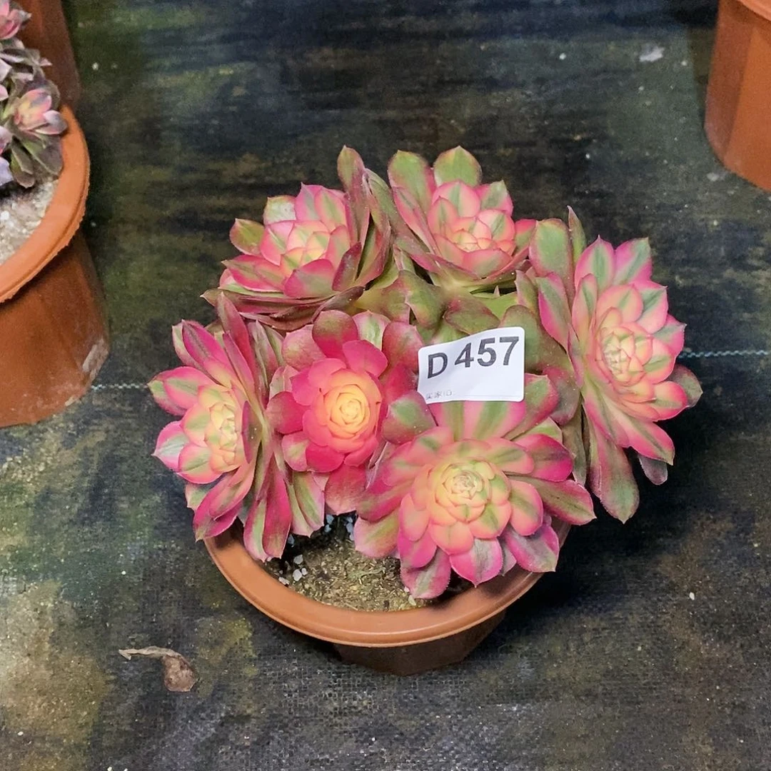 荔枝457多肉11111