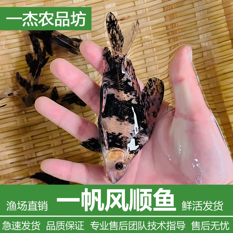 观赏鱼【一帆风顺鱼】冷水环境中好养美人苗可清洁可观赏淡水鱼苗鱼