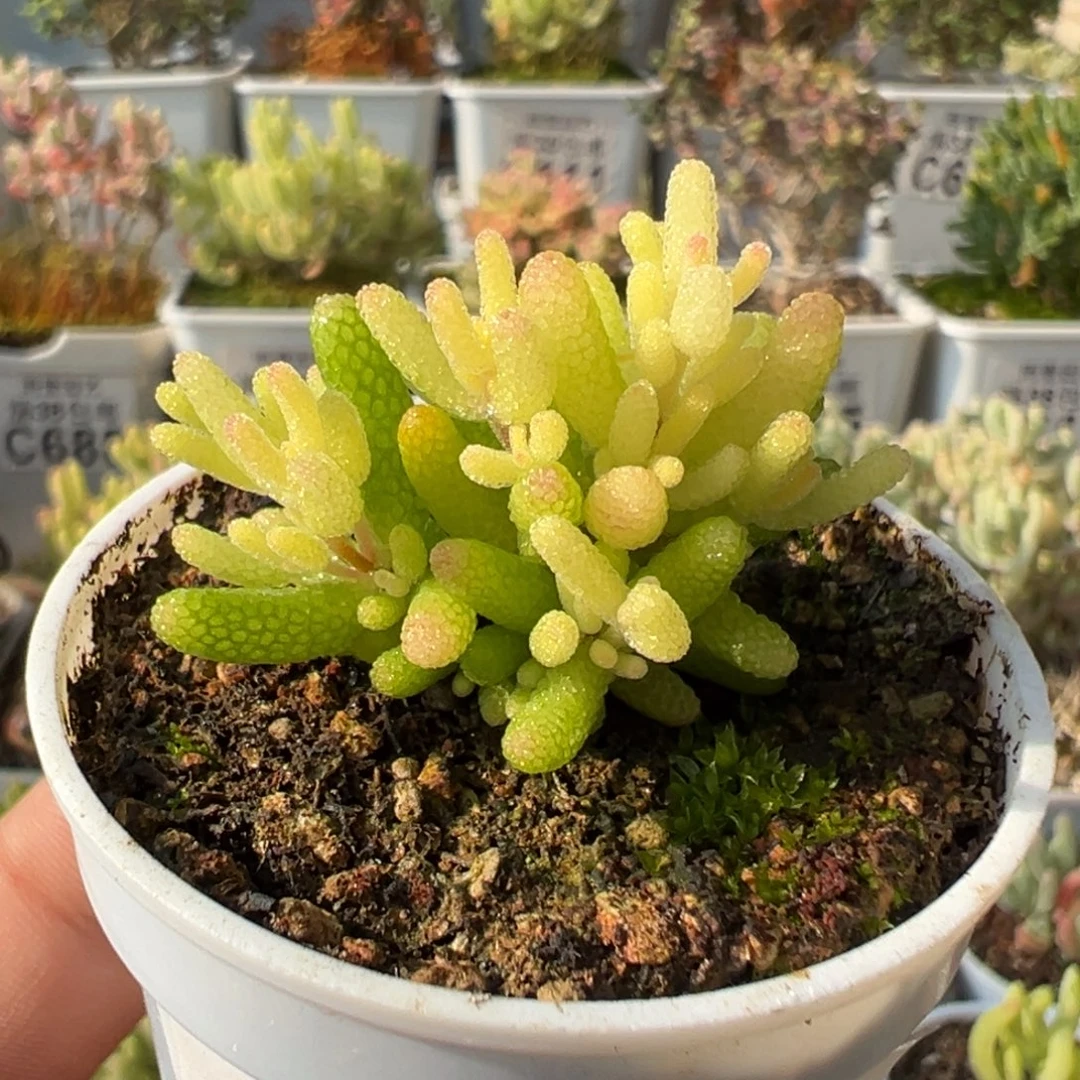 3-878糖球3号五圆盆锦枝干番杏