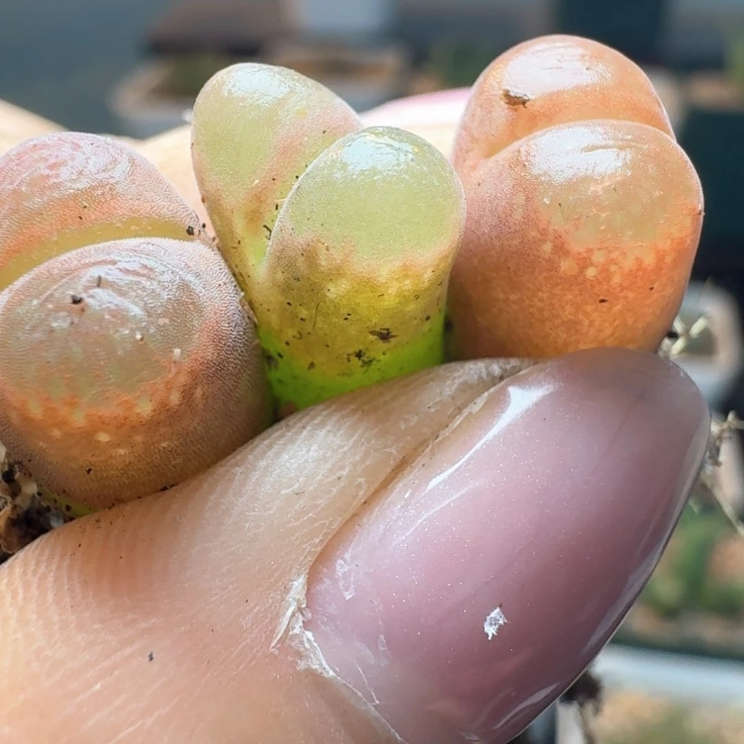 188三颗0000000000000