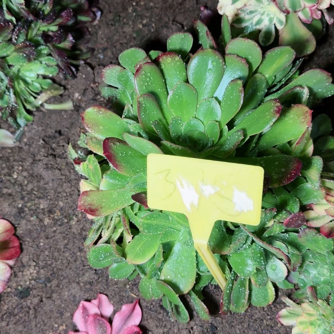 春****，3-15---爱丽丝无毒七彩