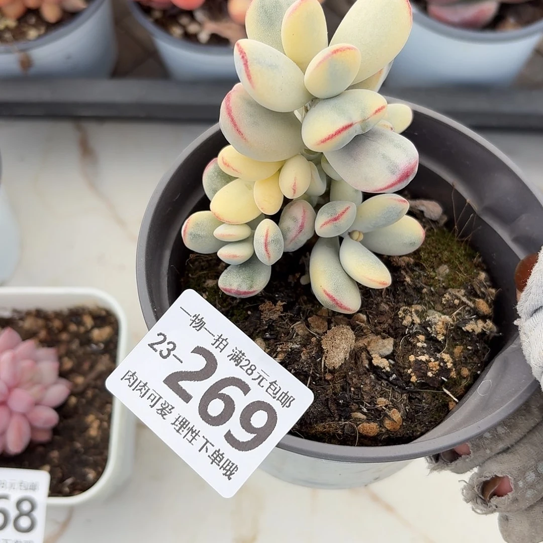 乒乓福娘锦无盆土发货无