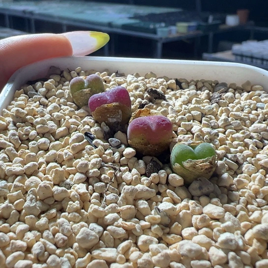 妮*塔桃蛋杂多肉多肉