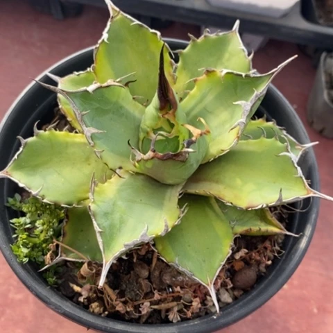 荷***蛋仁王冠锦10龙舌兰