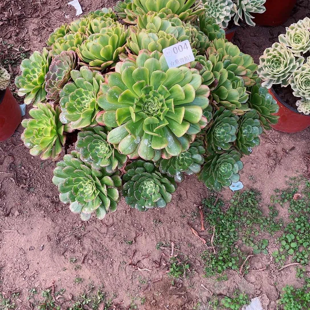 无花朵多肉植物004