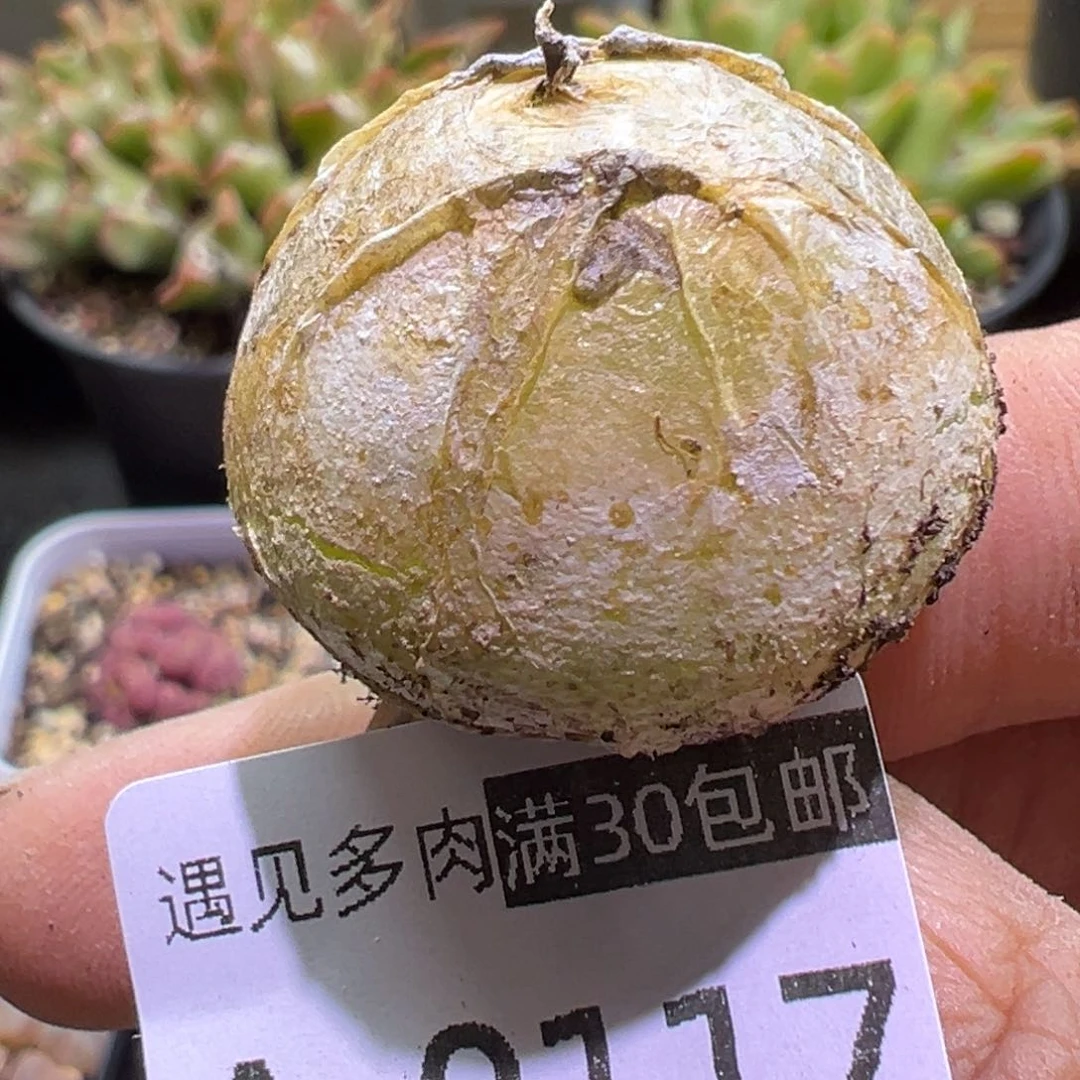 多肉植物11111111111111