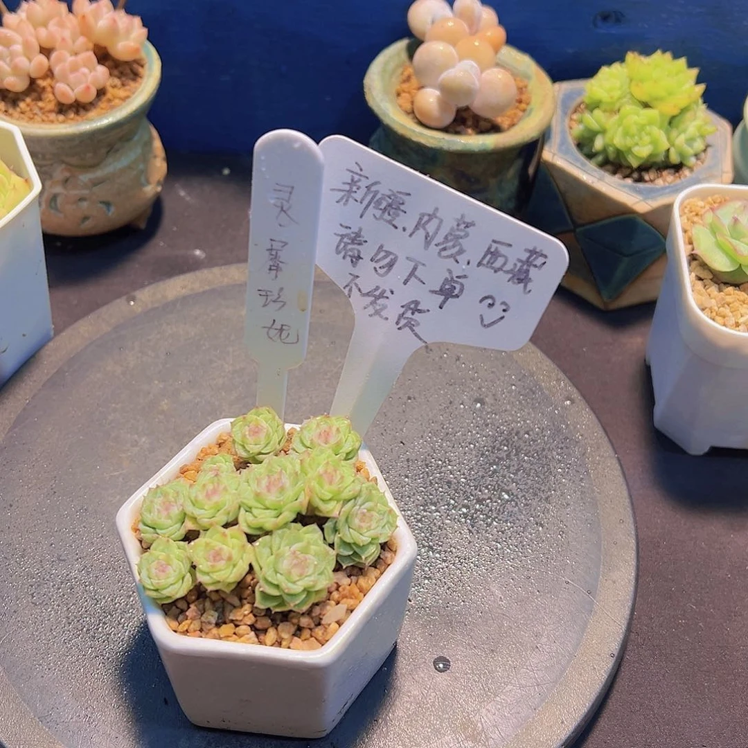 灵犀珍妮，多肉植物，