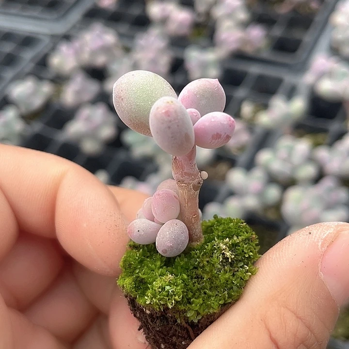 一我一拍满18包邮