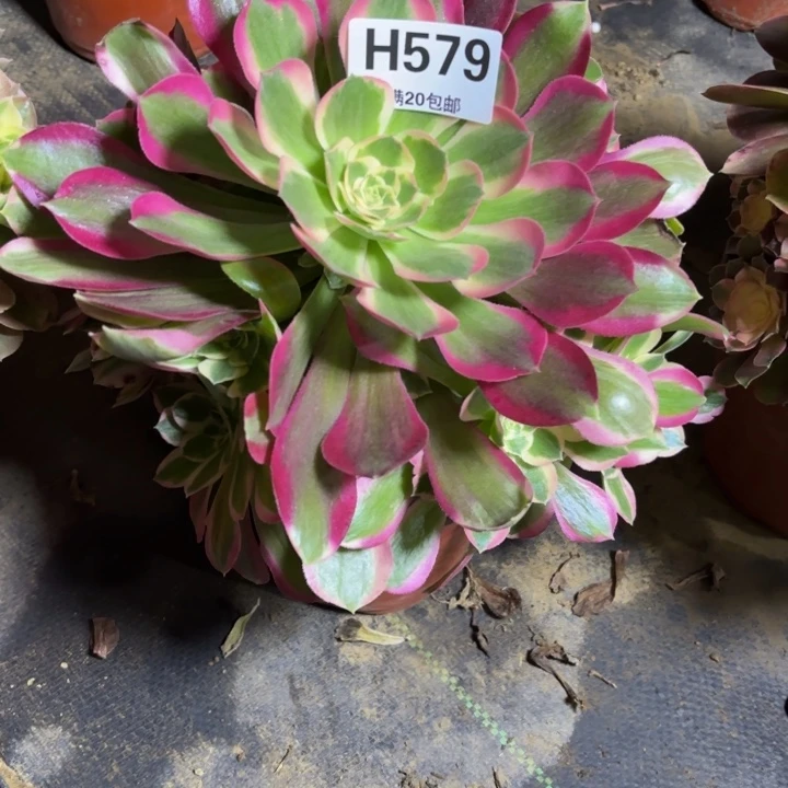 瑞妈，，。。。。。579布，