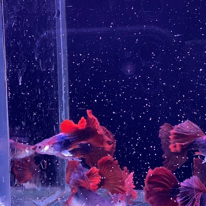 孔雀鱼菊花扇子5对