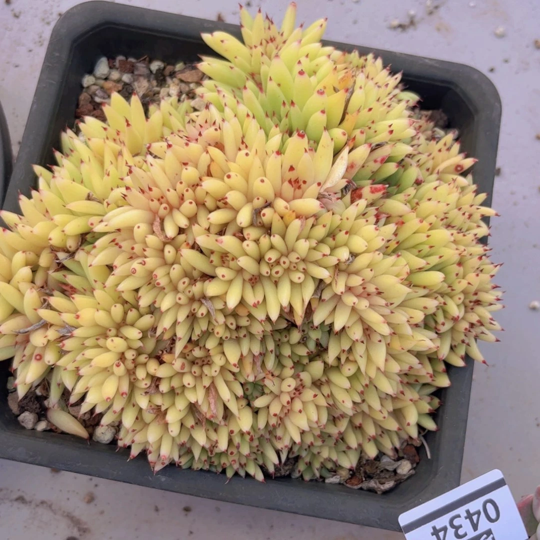 虎鲸0434多肉植物