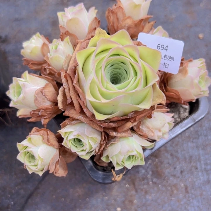 694 裸根不带土发货不包损