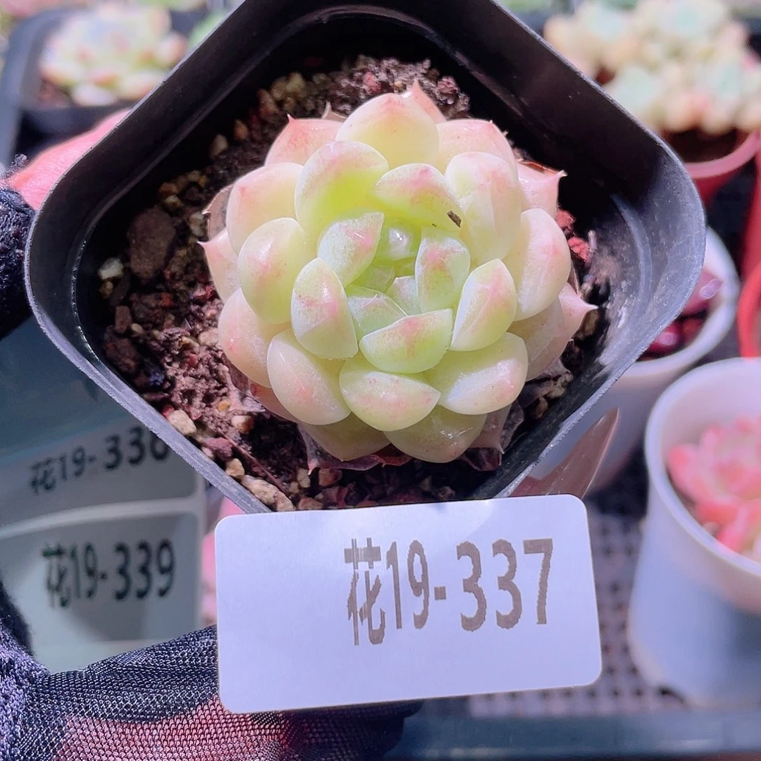 花利美19-337明月心