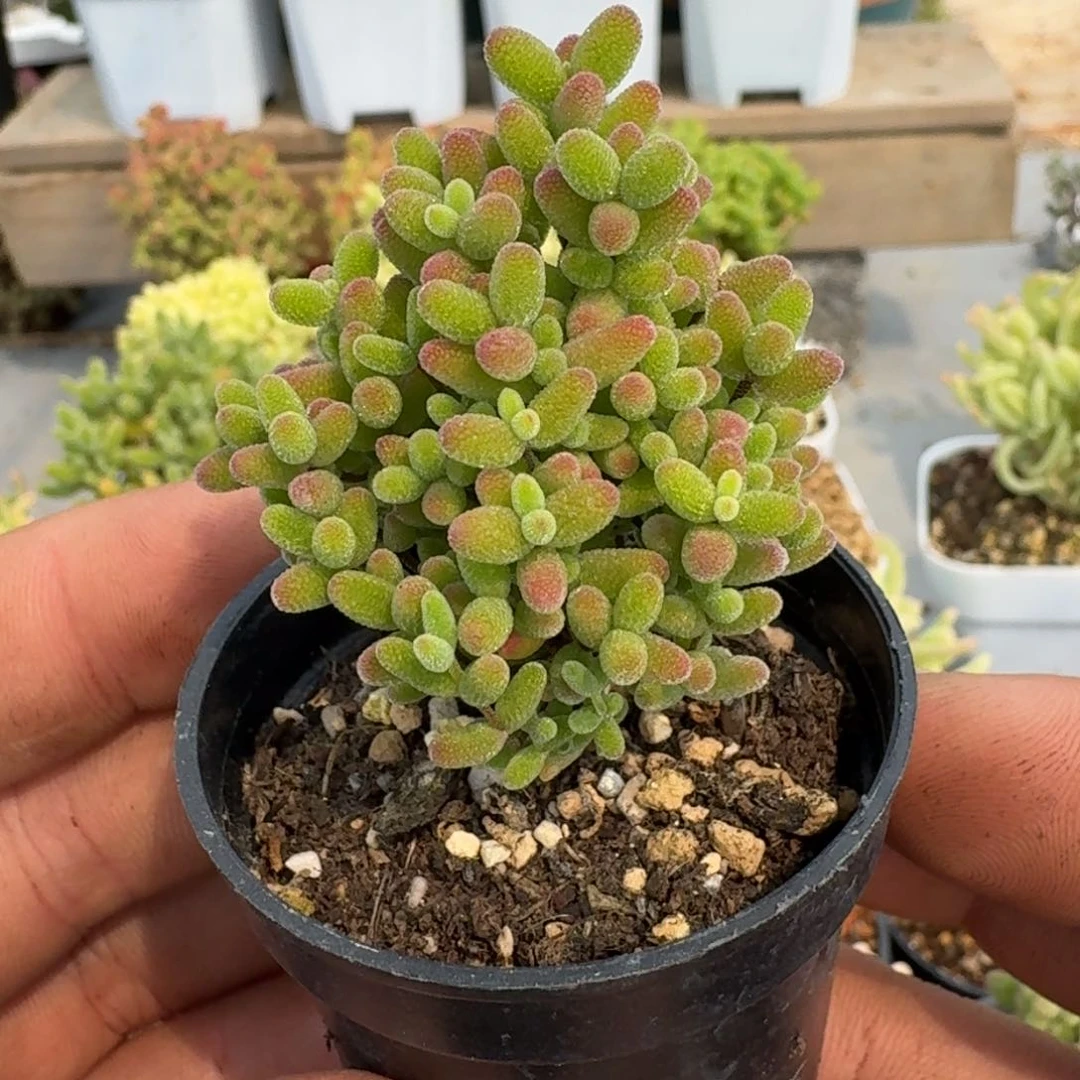 蜜橘枝干番杏。枝干番杏