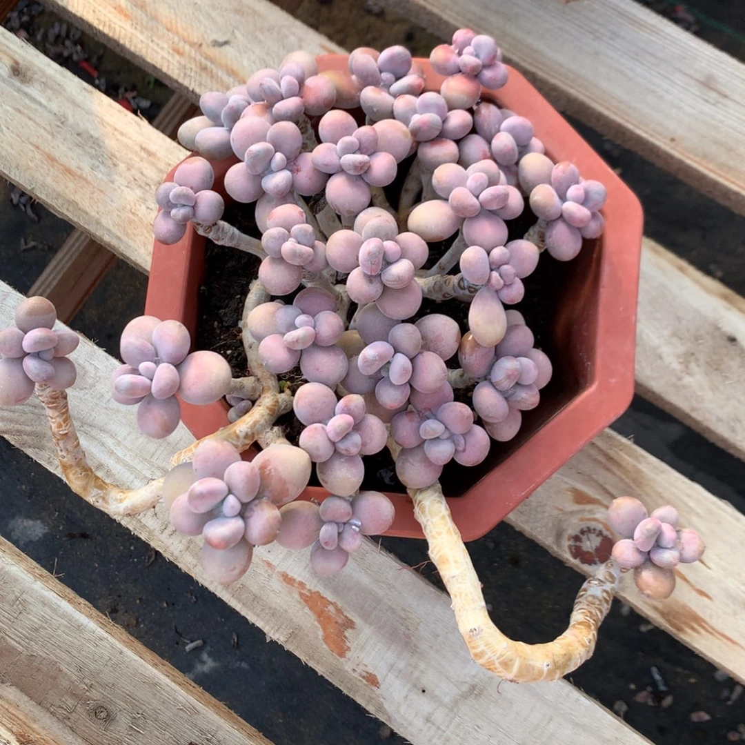 桃蛋老桩不带盆9号