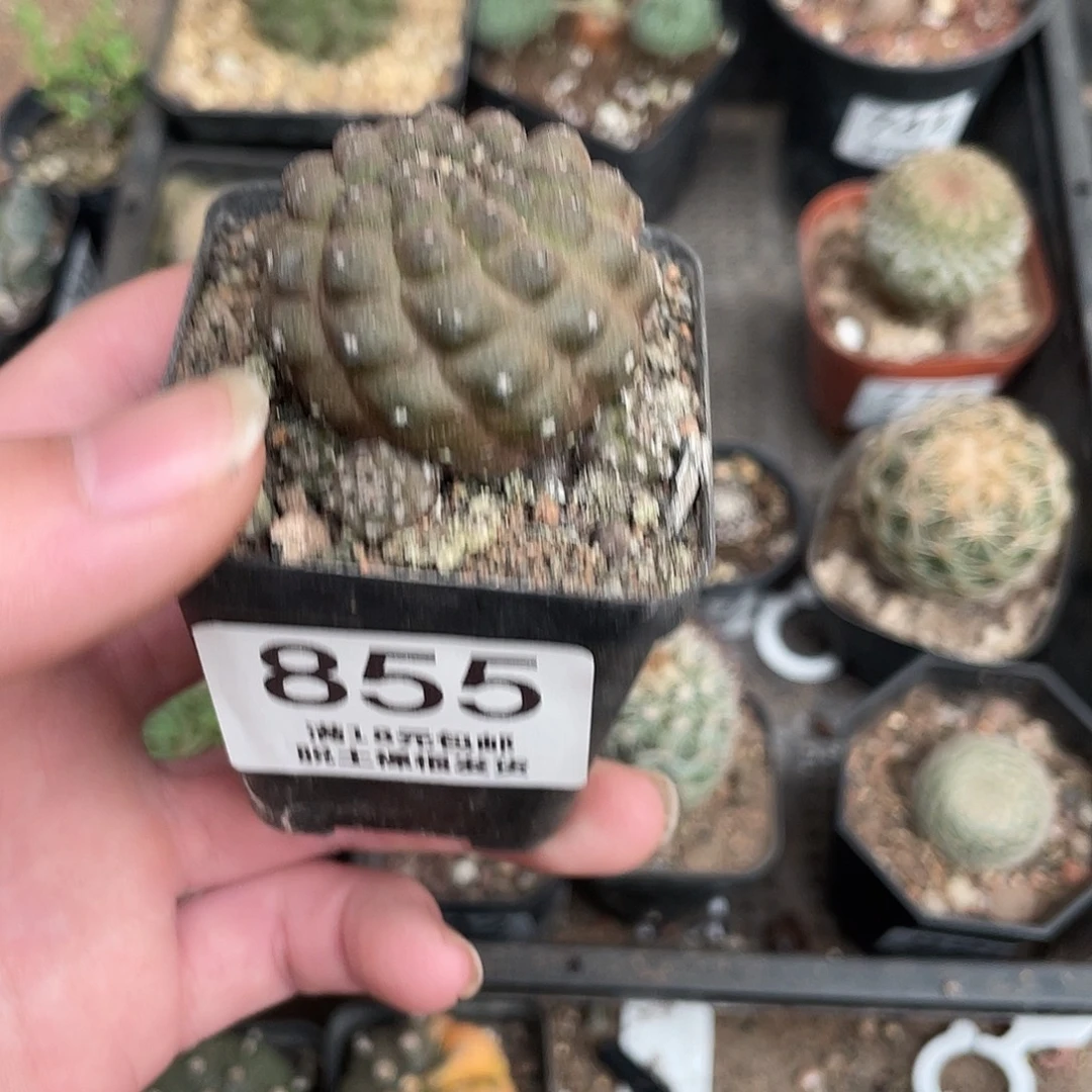 855蜥蜴皮（满18包邮）