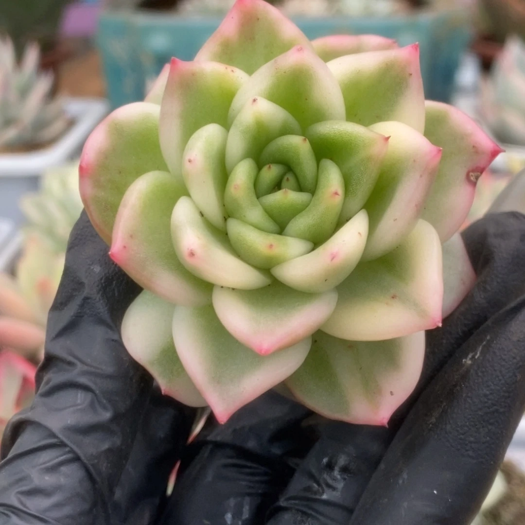 044东云杂锦锦锦锦锦锦