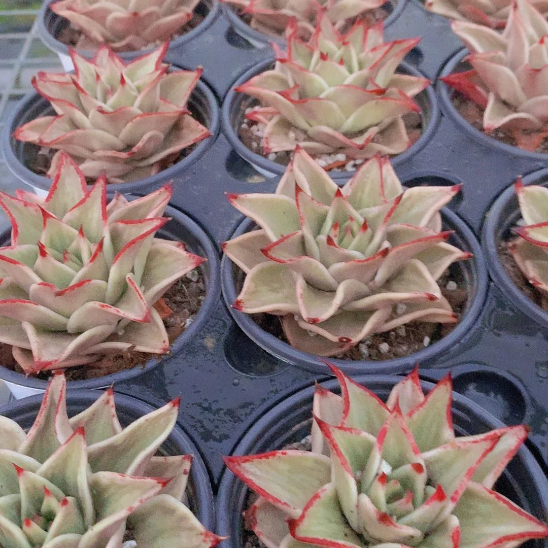 星星锦35678990000