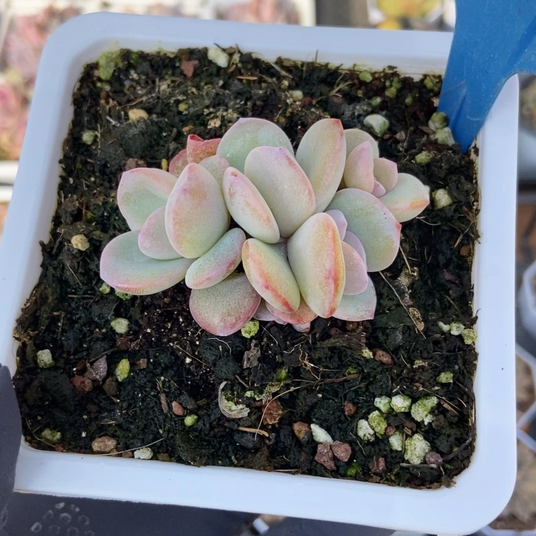 07奶茶5头多肉植物