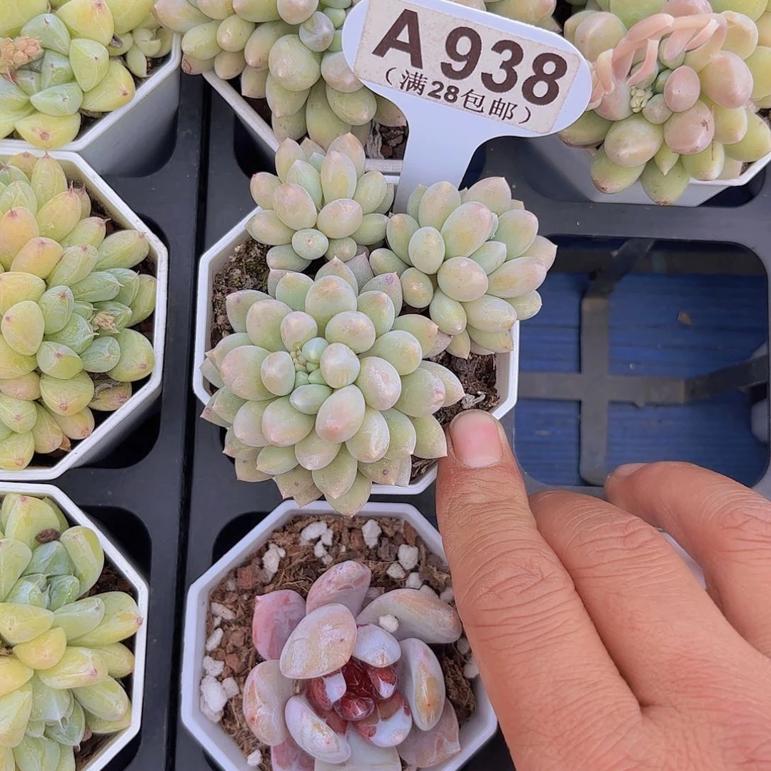 A938奶糖一物一拍