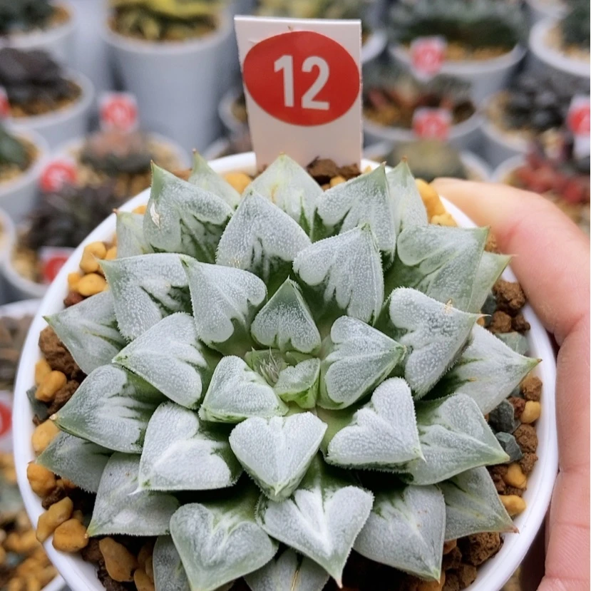 【闪购商品】12爱心寿