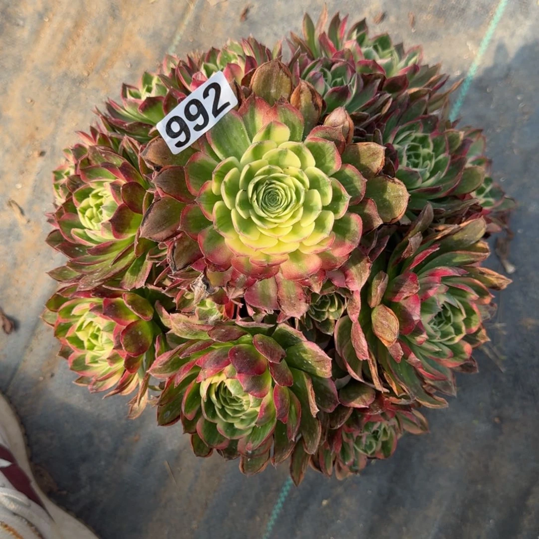 992海王多肉植物