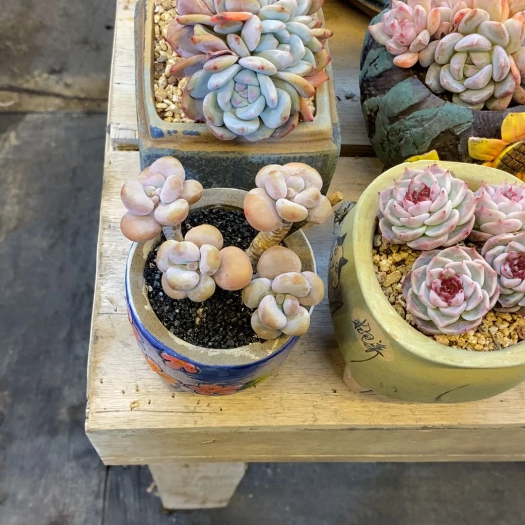 恭喜发财 恭喜发财