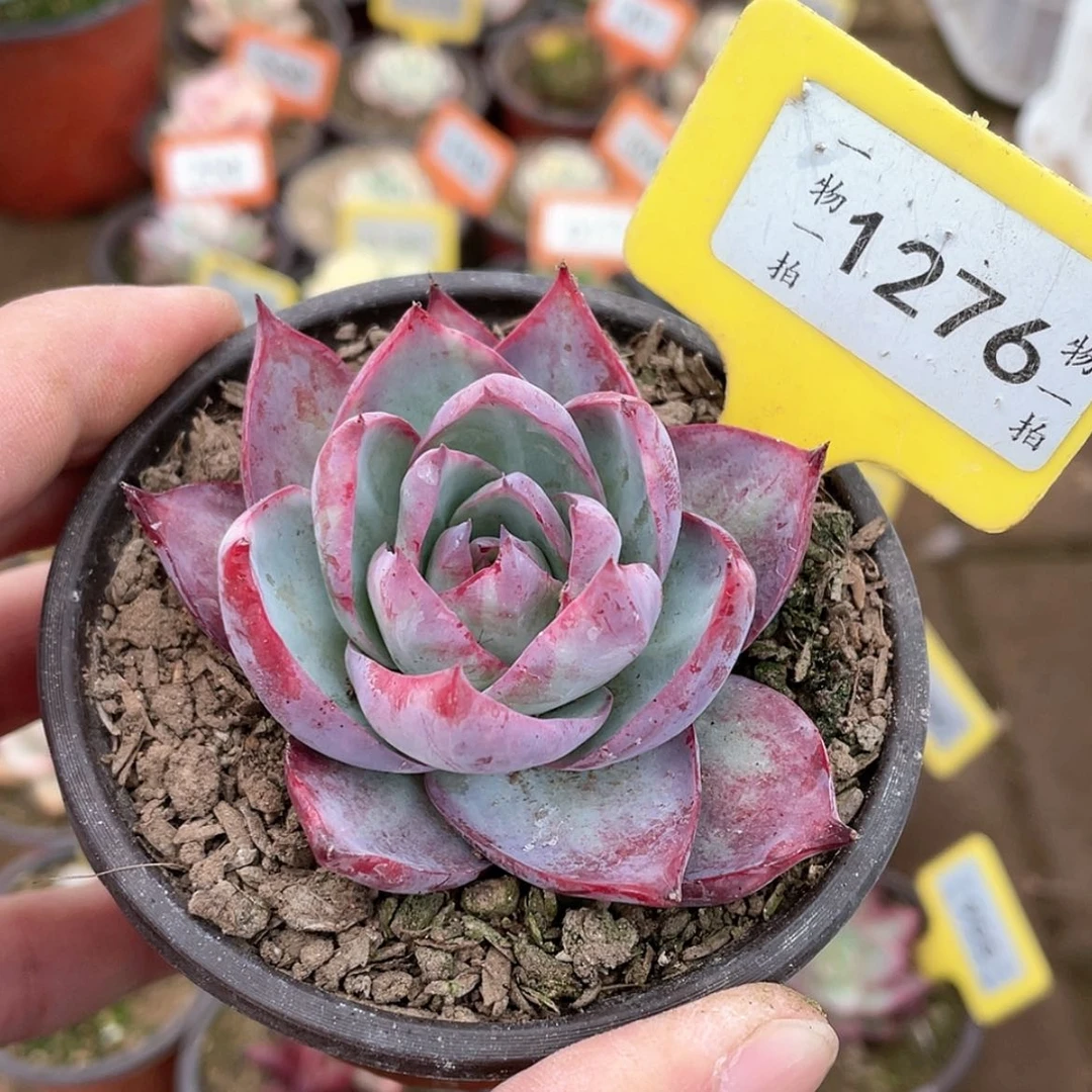 【闪购商品】1276号