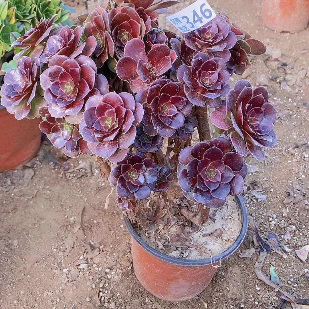 346 号一物一拍多肉植物
