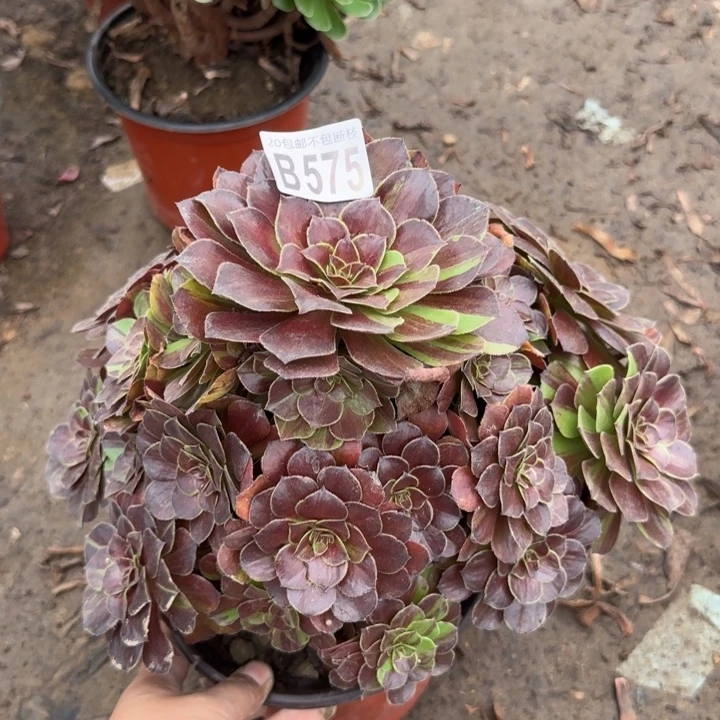 花月夜……多肉植物……