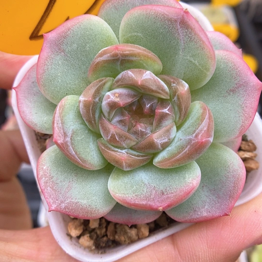 x6油透珍妮223号。