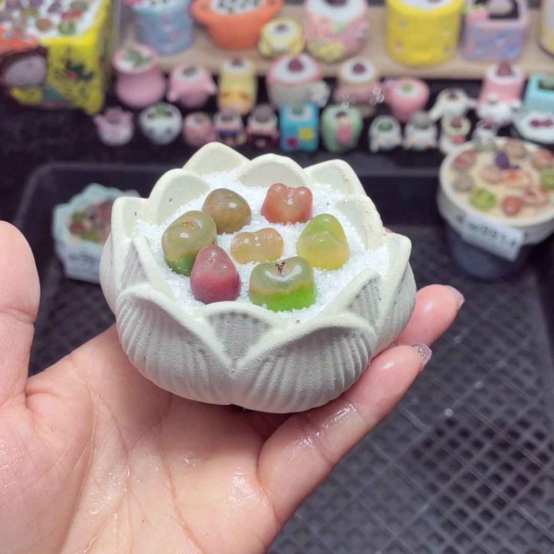 w9916 带盆土发货-零下地区拍保温箱