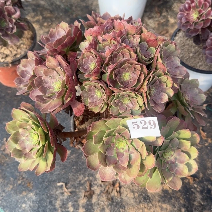 529两单包邮万圣节。