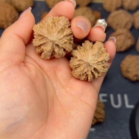 桃核吊坠秦岭野生植物