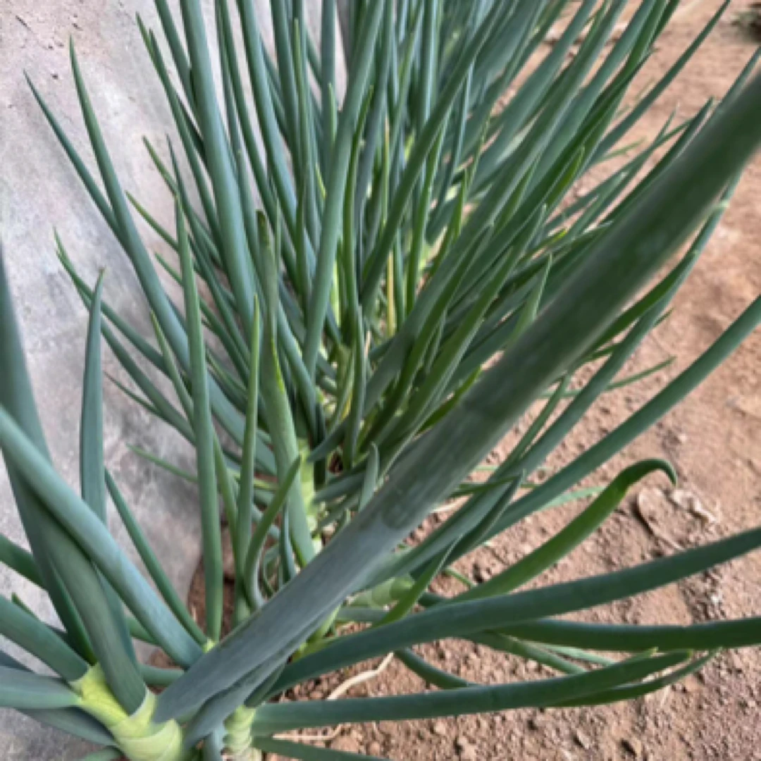 首都饮用水源地现拔农家大葱 二斤