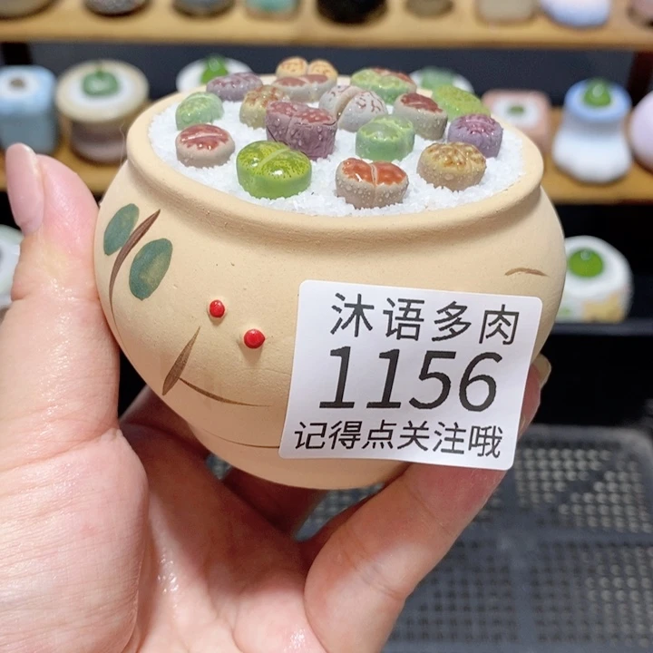 带盆土植物 精美盆栽1156