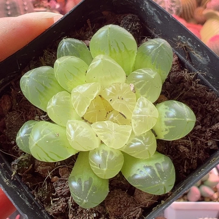 小***?嗯哼的一年比过去多啦吧