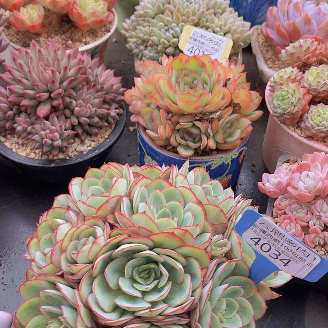 4034牡丹亭多肉植物